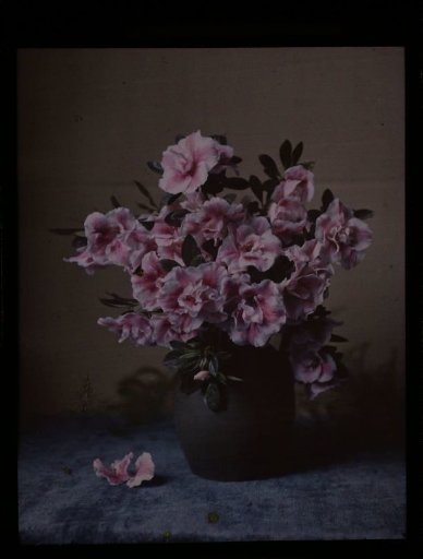 Flowering azalea in a pot