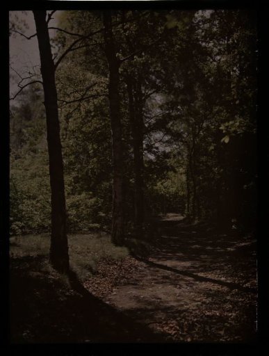Forest landscape