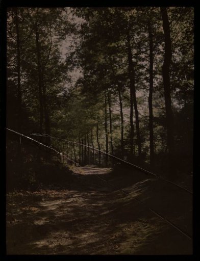 Forest landscape