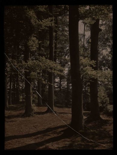 Forest landscape