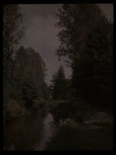 Wood with Ditch