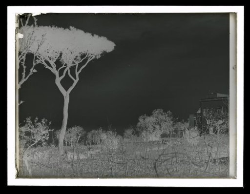 Landscape with a Pine Tree and a Building, Sorrento or Capri
