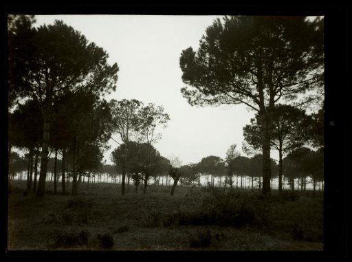 Film negative with a view of Genoa, Pisa, Ravenna or Milan