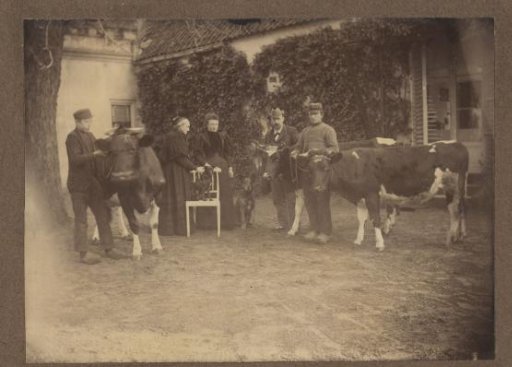 Five people and three cows