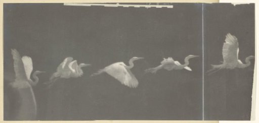 Heron in Flight