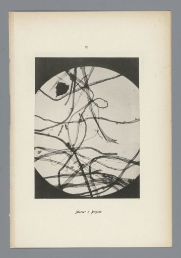 Micrographs of paper fibres