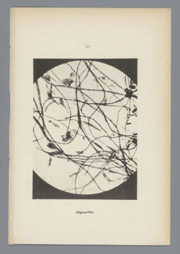 Micrographs of paper fibres