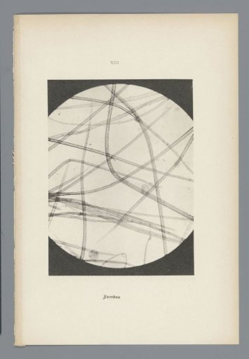 Micrographs of paper fibres