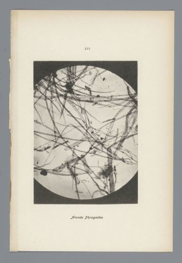 Micrographs of paper fibres