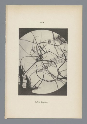 Micrographs of paper fibres