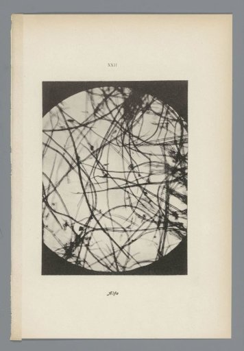 Micrographs of paper fibres