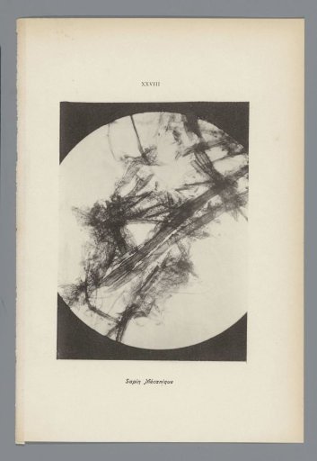 Microphotographs of Paper Fibers