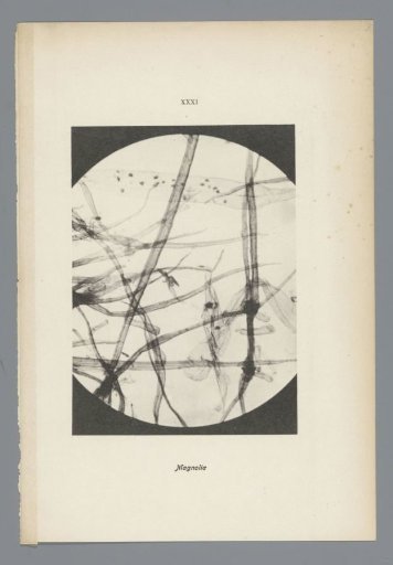Microphotographs of Paper Fibers