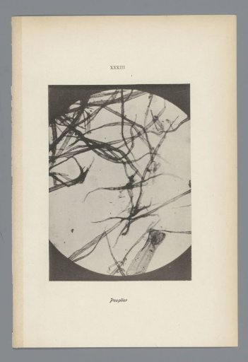 Microphotographs of Paper Fibers