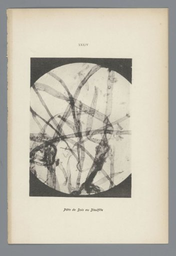 Microphotographs of Paper Fibers