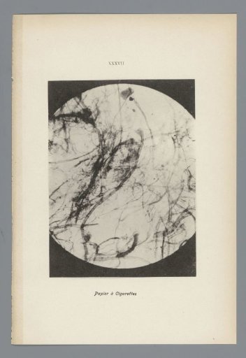 Microphotographs of Paper Fibers
