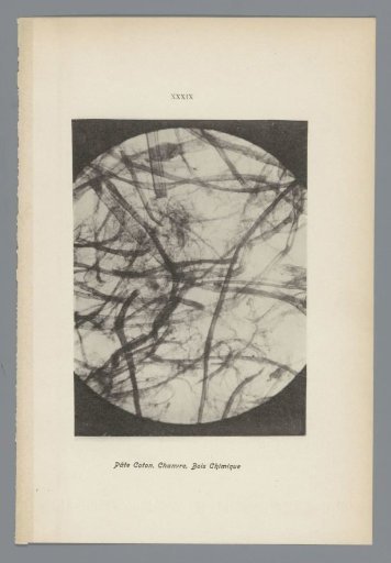 Microphotographs of Paper Fibers