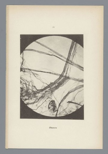 Micrographs of paper fibres