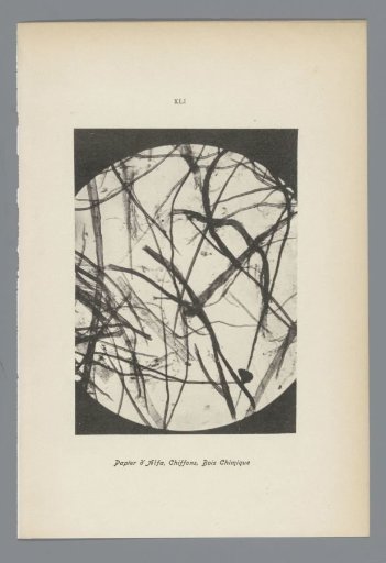 Microphotographs of Paper Fibers