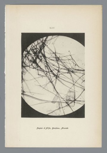 Microphotographs of Paper Fibers