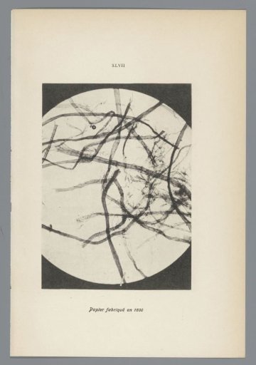 Microphotographs of Paper Fibers