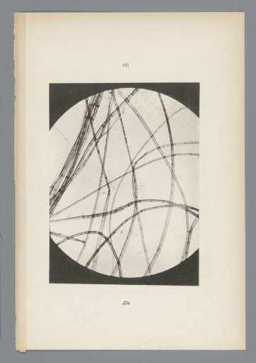Micrographs of paper fibres