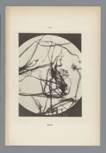 Micrographs of paper fibres