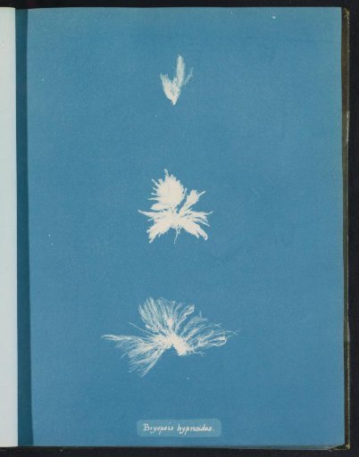 Bryopsis hypnoides