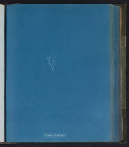 Conferva fontinalis