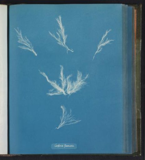 Conferva flexuosa