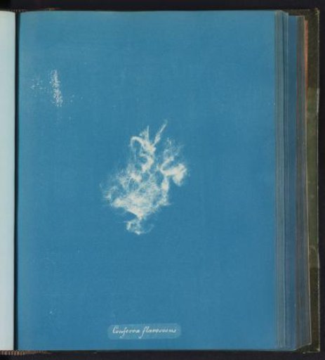 Conferva flavescens