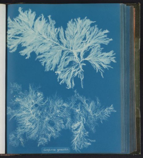Conferva gracilis