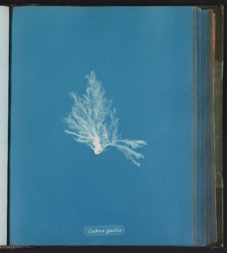 Conferva gracilis