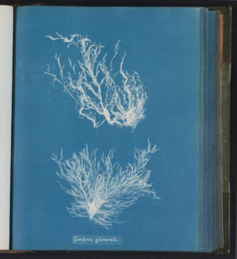 Conferva glomerata