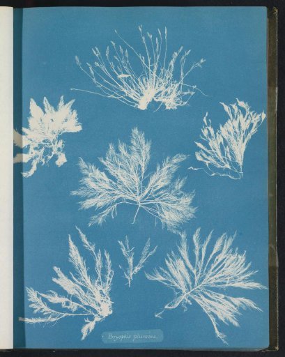 Bryopsis plumosa