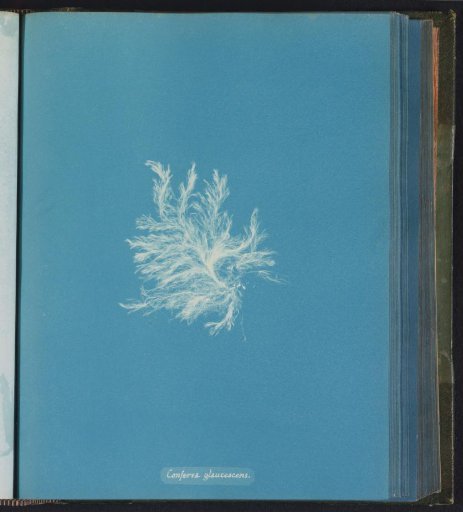 Conferva glaucescens