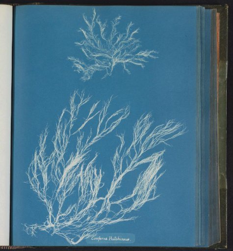 Conferva Hutchinsus