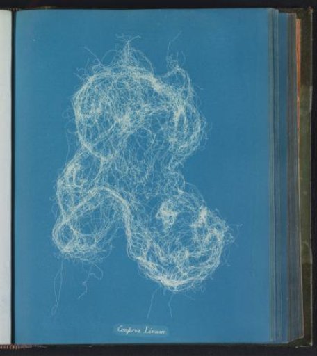 Conferva Linum