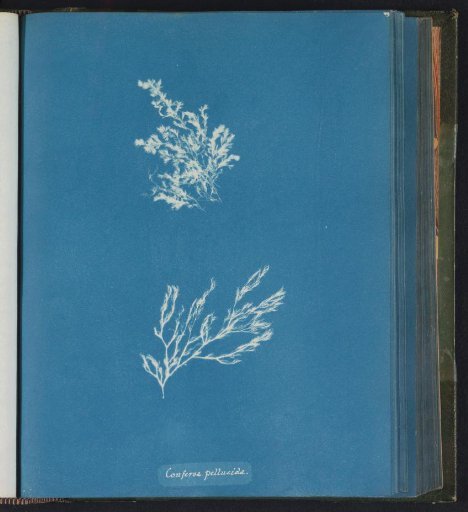 Conferva pellucida