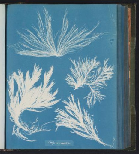 Conferva rupestris