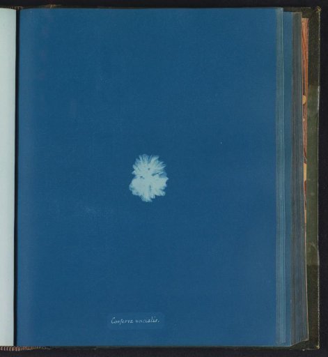 Conferva uncialis