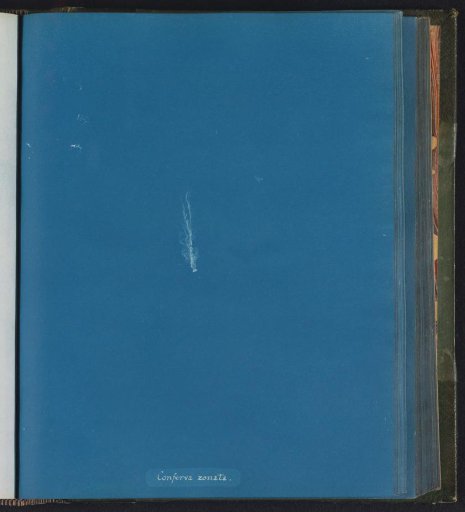 Conferva zonata