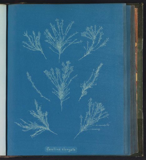 Corallina elongata