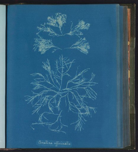 Corallina officinalis