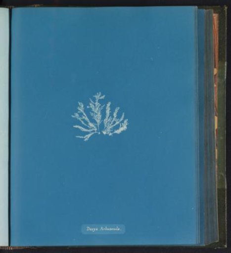 Dasya Arbuscula