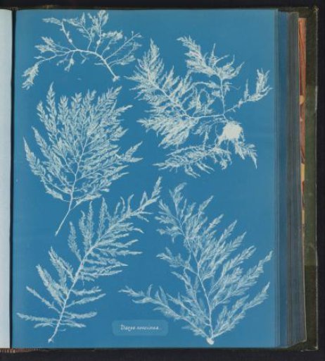 Dasya coccinea