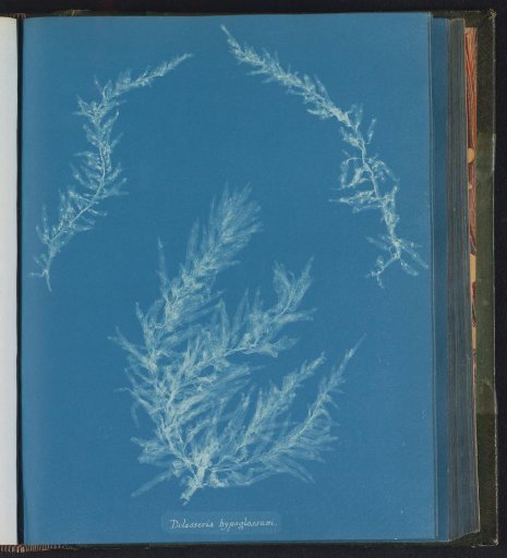Delesseria hypoglossum