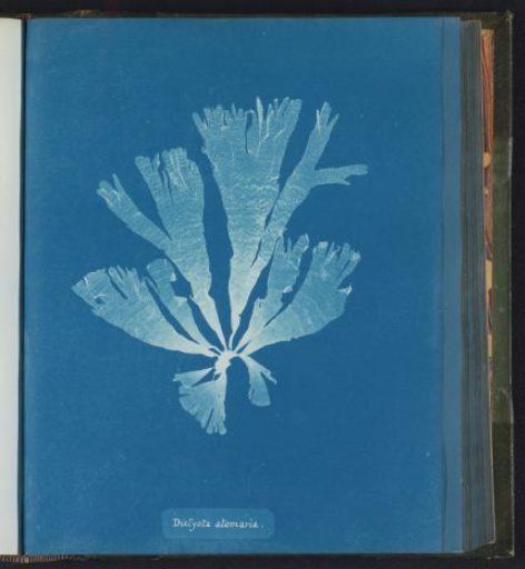 Dictyota atomaria