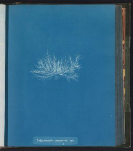Enteromorpha compressa. var.