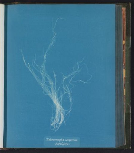 Enteromorpha compressa β prolifera
